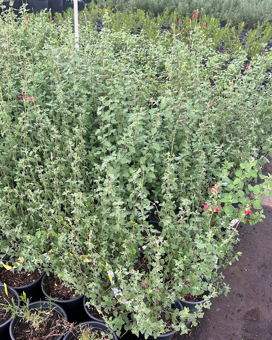 Autumn Sage - Hot Lips