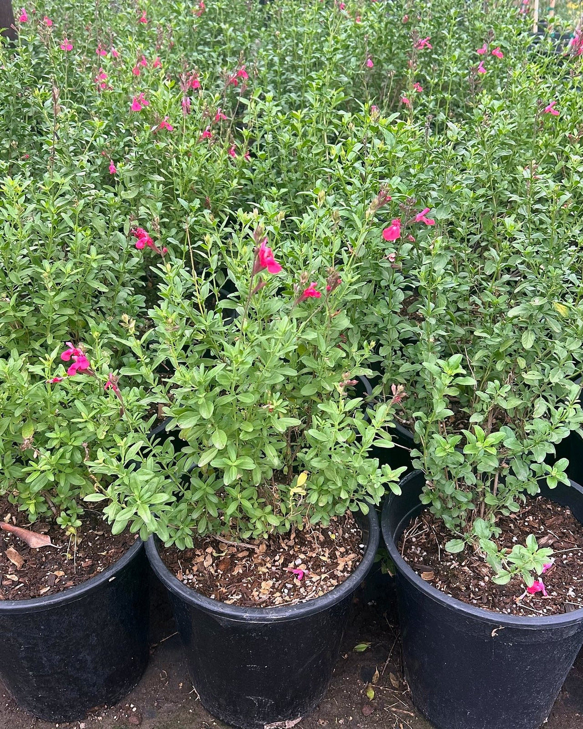 Autumn Sage - Hot Pink