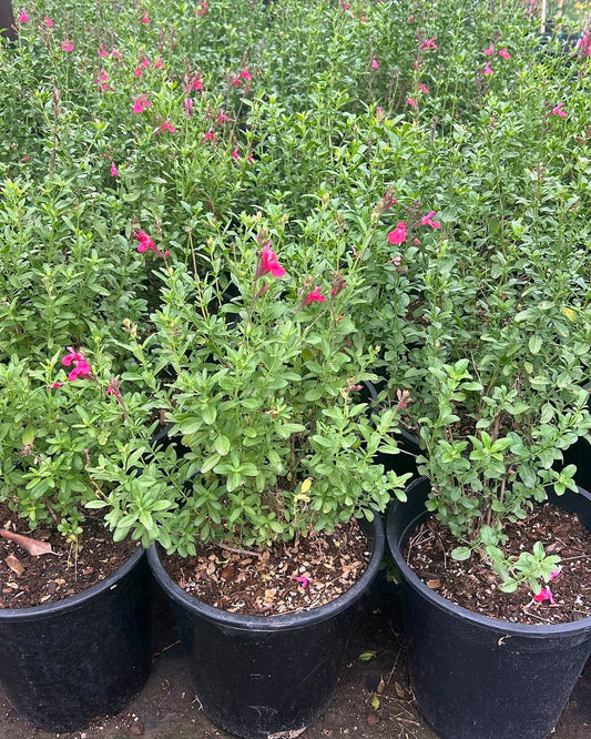 Autumn Sage - Hot Pink