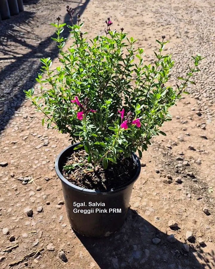 Autumn Sage - Hot Pink