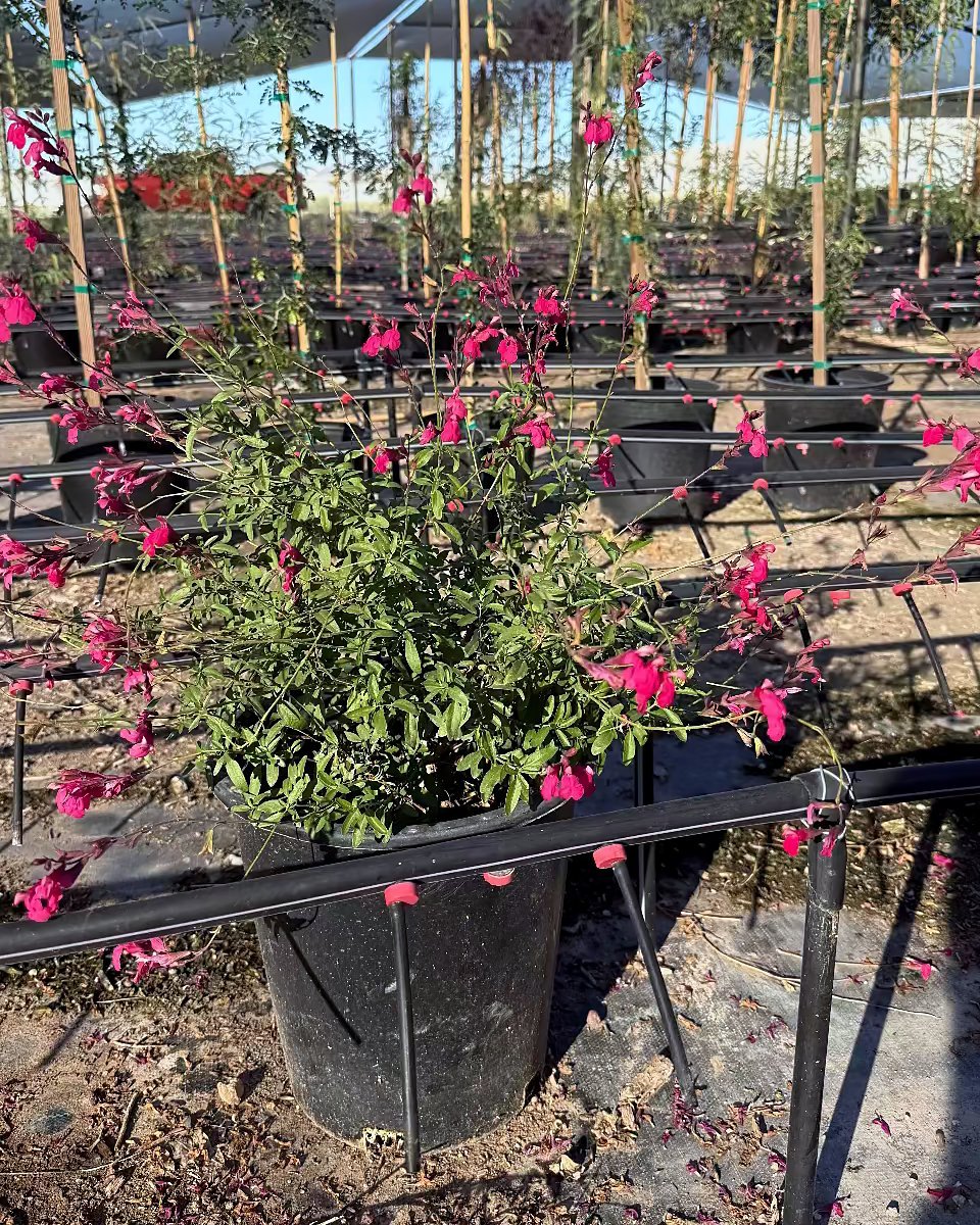 Autumn Sage - Hot Pink