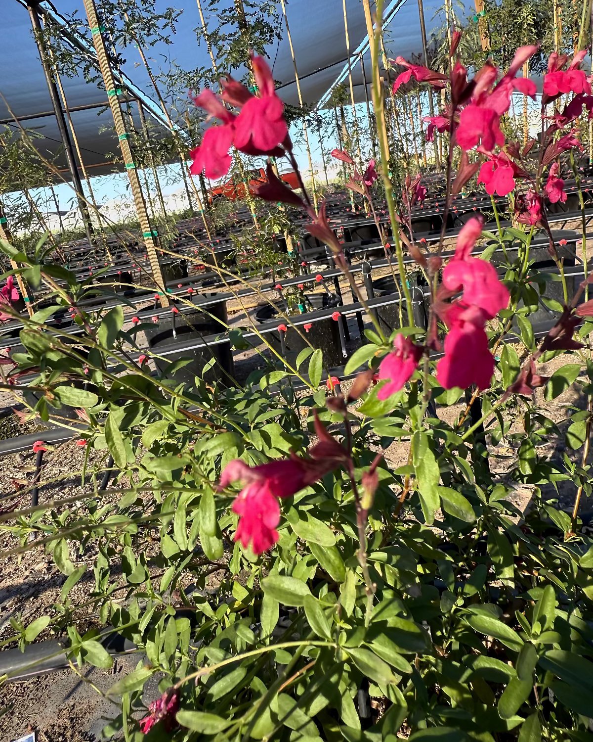 Autumn Sage - Hot Pink