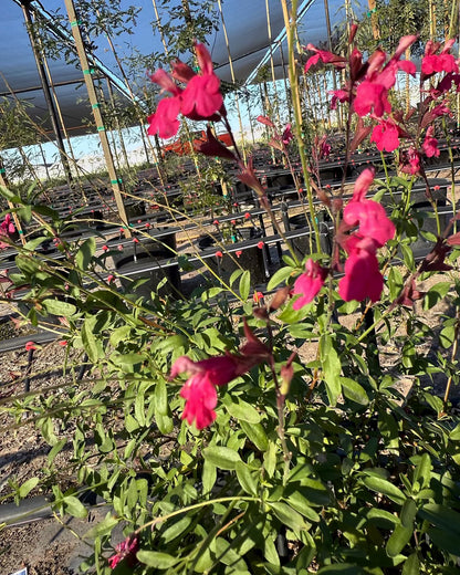 Autumn Sage - Hot Pink