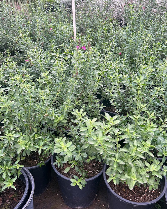 Autumn Sage - Pink