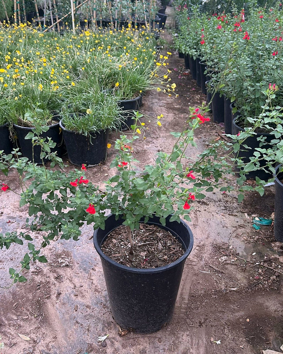 Autumn Sage - Red
