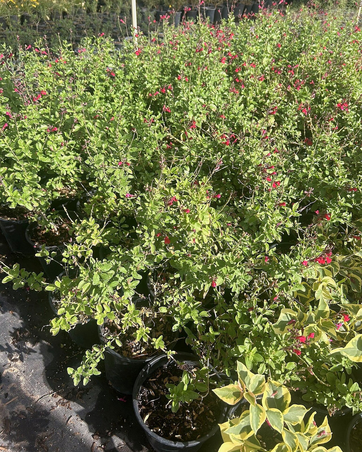 Autumn Sage - Red