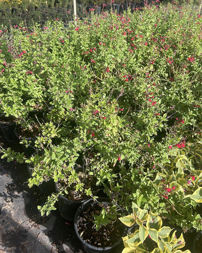 Autumn Sage - Red