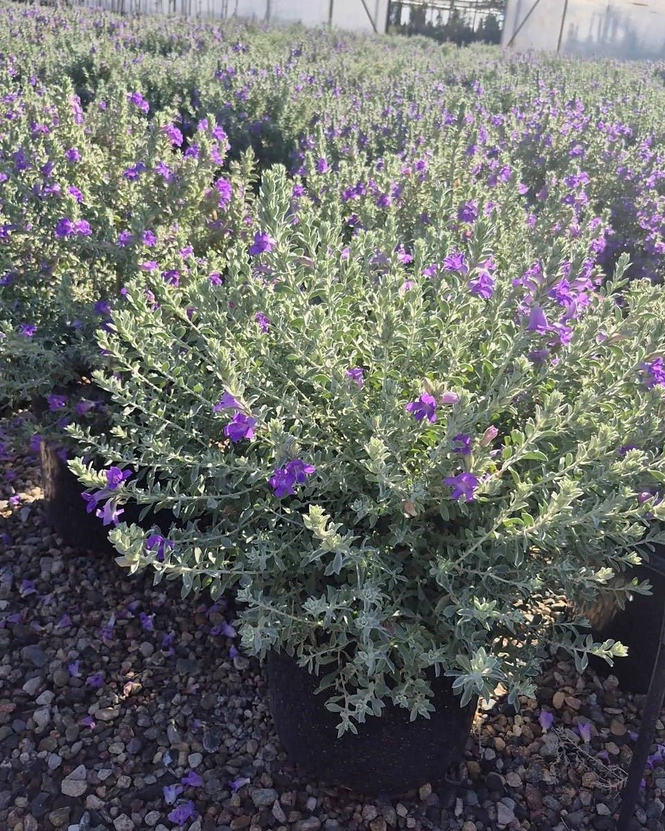 'Blue Bells' Emu Bush