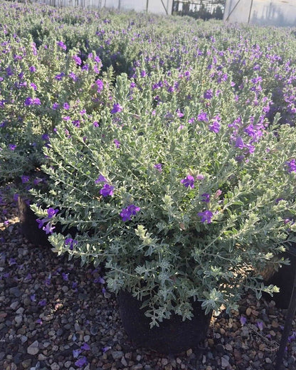 'Blue Bells' Emu Bush
