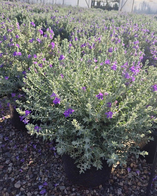 'Blue Bells' Emu Bush