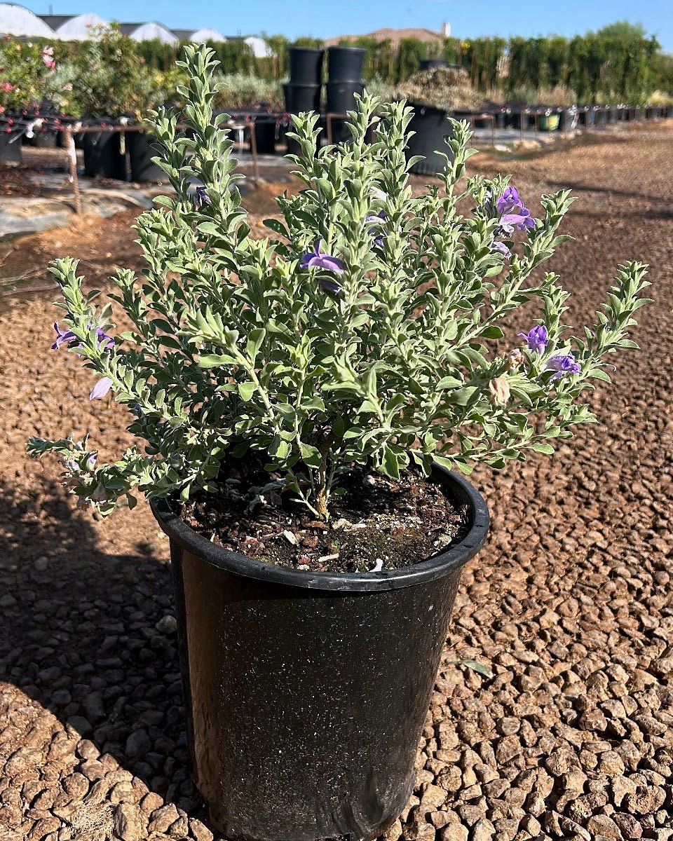 'Blue Bells' Emu Bush