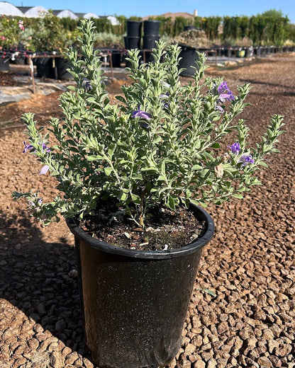 'Blue Bells' Emu Bush