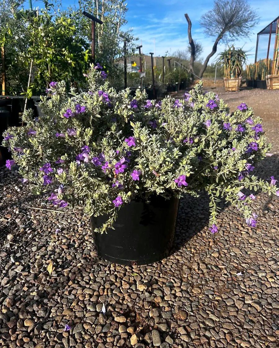 'Blue Bells' Emu Bush