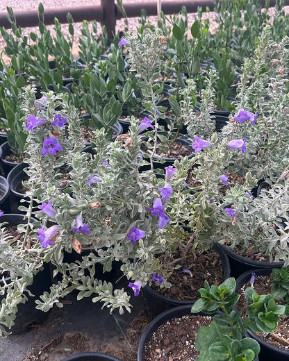 'Blue Bells' Emu Bush