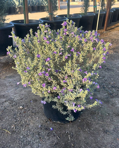 'Blue Bells' Emu Bush