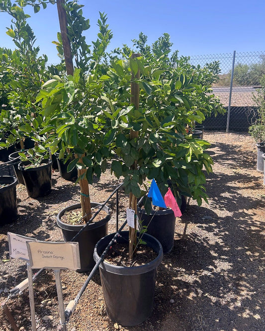AZ Sweet Orange