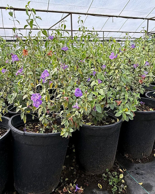 Desert Ruellia