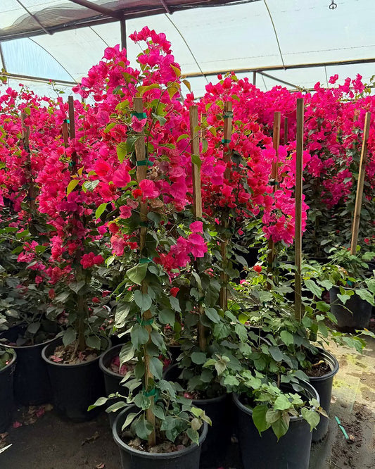 Barbara Karst Bougainvillea