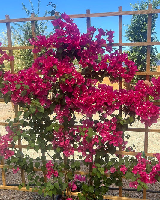 Barbara Karst Bougainvillea Espalier
