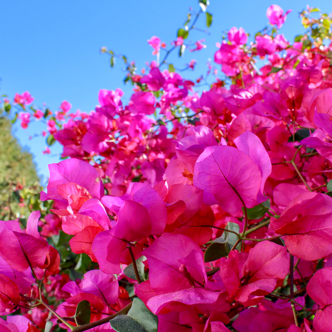 Barbara Karst Bougainvillea-Staked