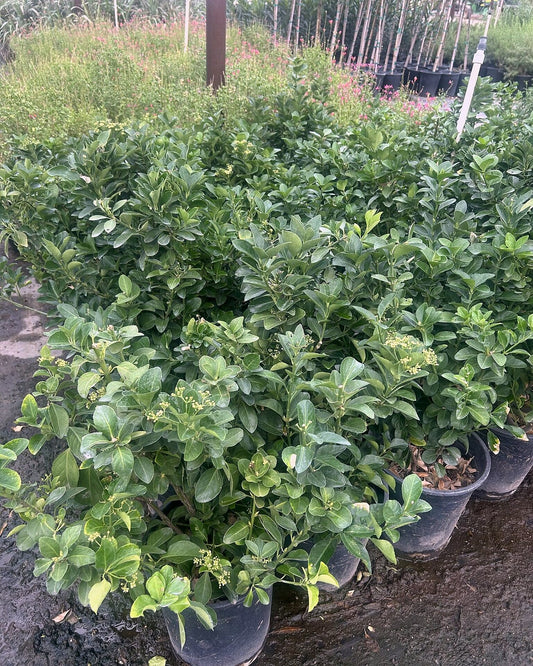 Bay Breeze Indian Hawthorn