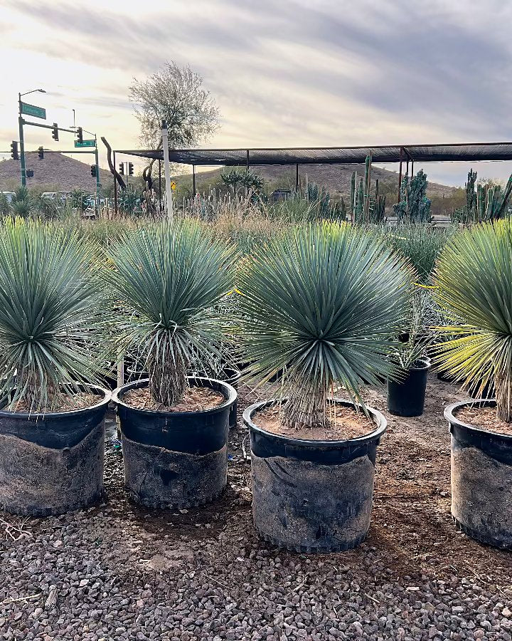 Beaked Yucca