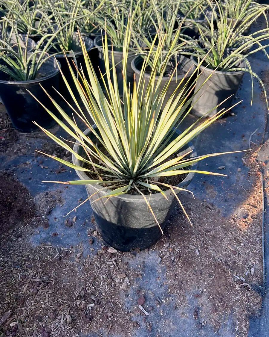Beaked Yucca