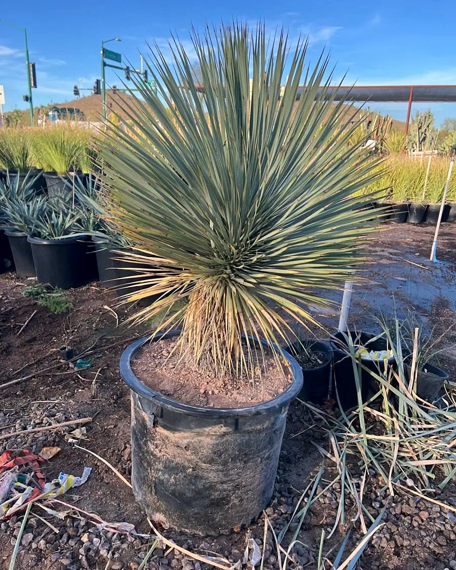 Beaked Yucca