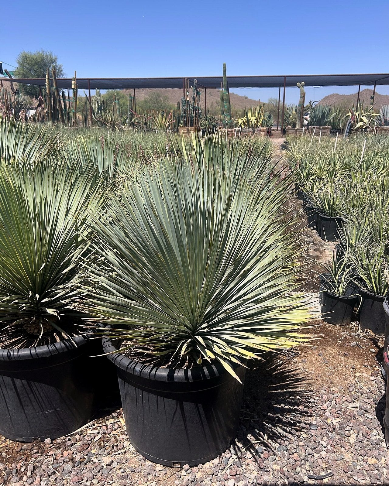 Buy Beaked Yucca Phoenix, AZ | Yucca rostrata | Three Timbers
