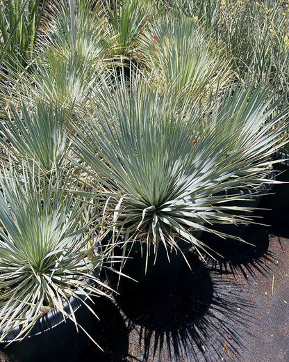 Beaked Yucca