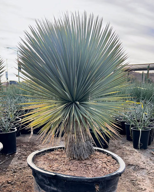 Beaked Yucca with trunk