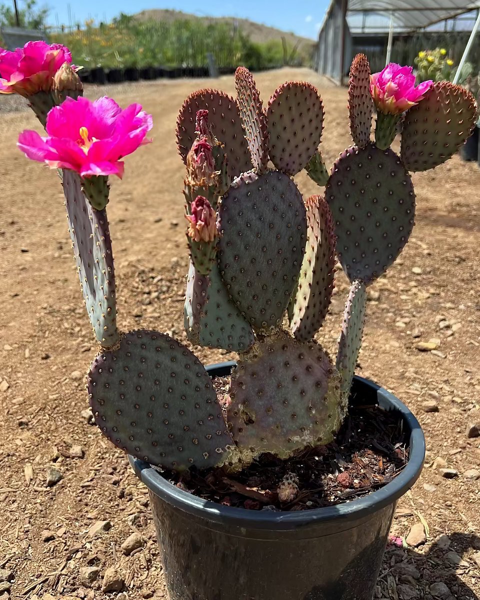 Beaverita Prickly Pear