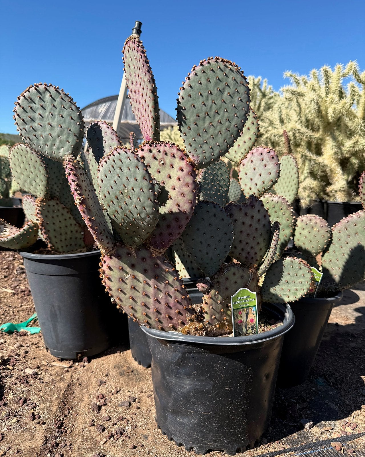 Beaverita Prickly Pear