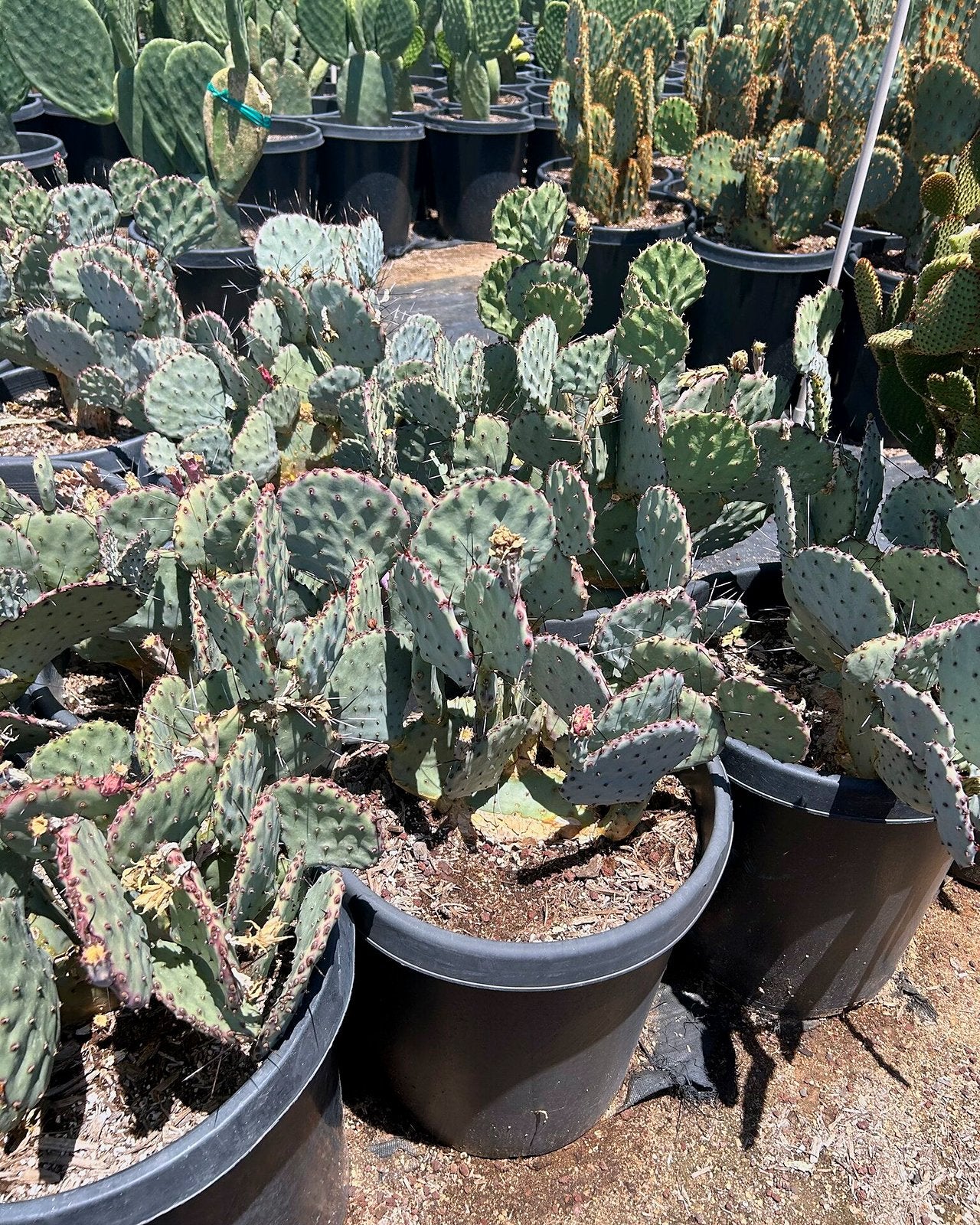 Beaverita Prickly Pear