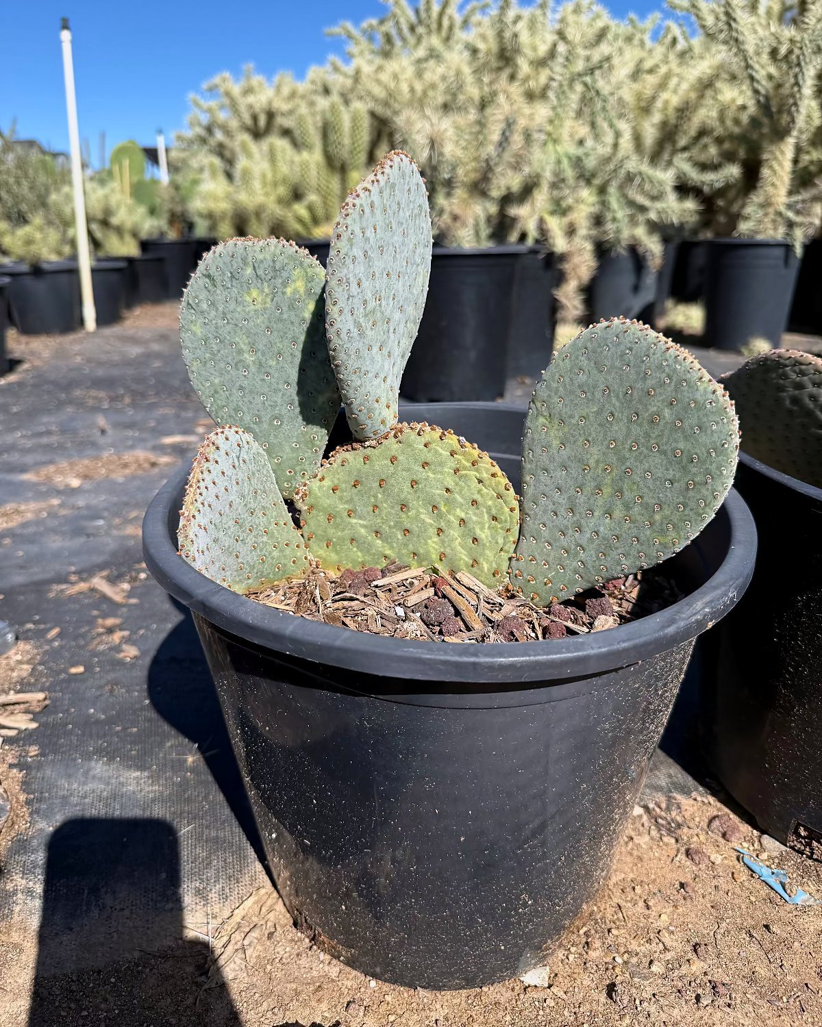 Beavertail Prickly Pear