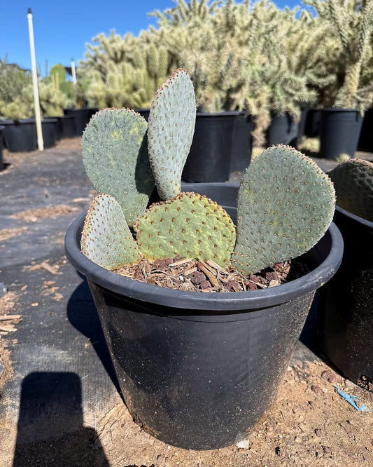 Beavertail Prickly Pear