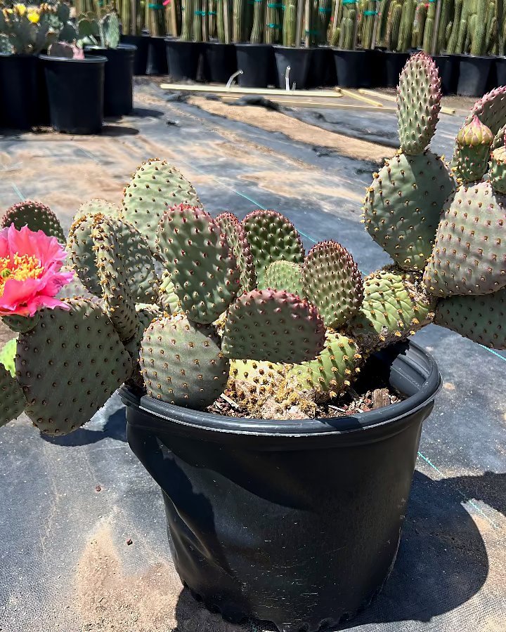 Beavertail Prickly Pear