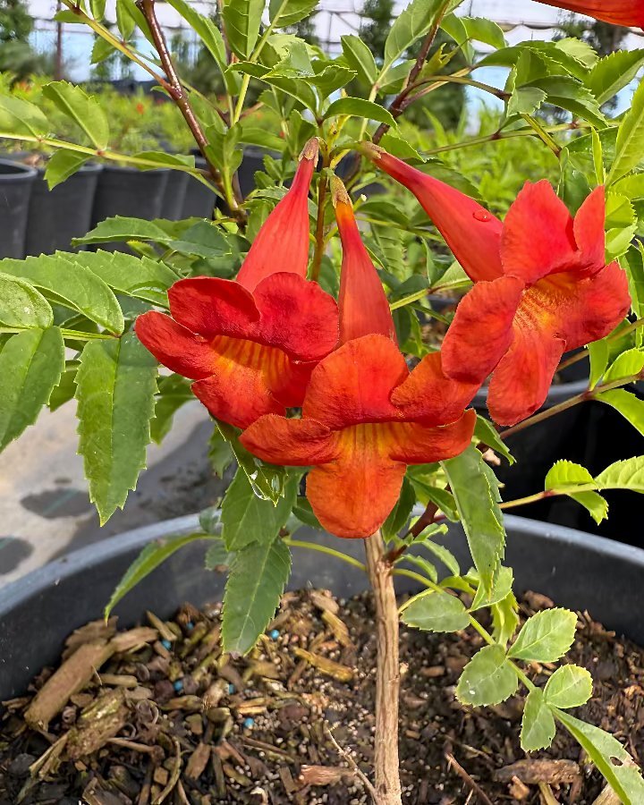 Bells Of Fire