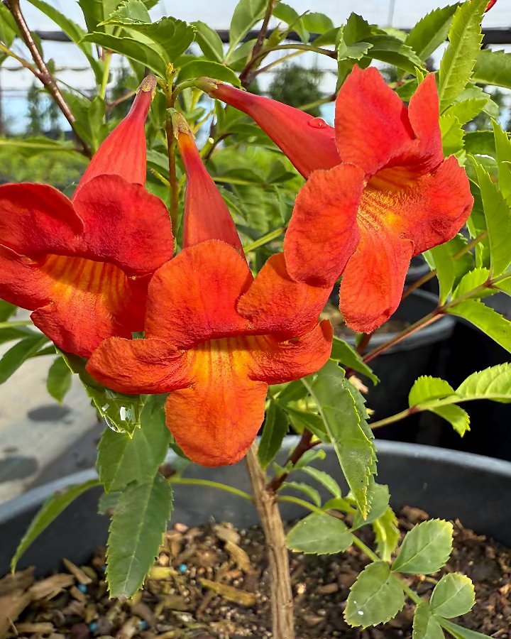 Bells Of Fire