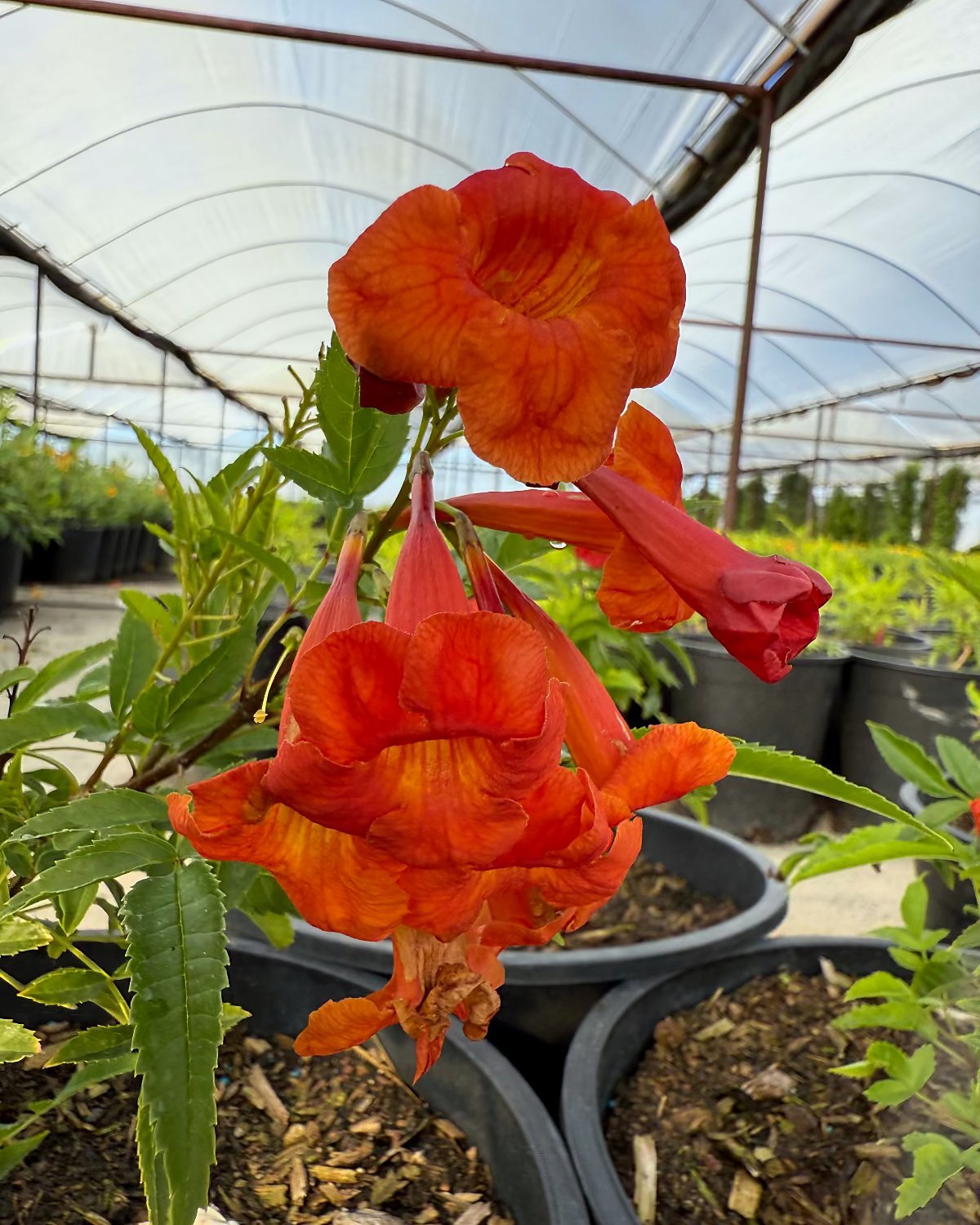 Bells Of Fire