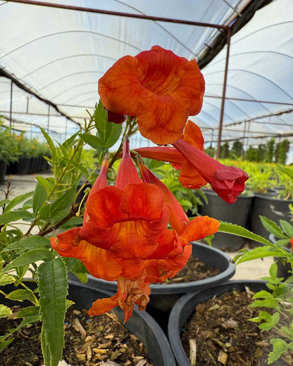 Bells Of Fire