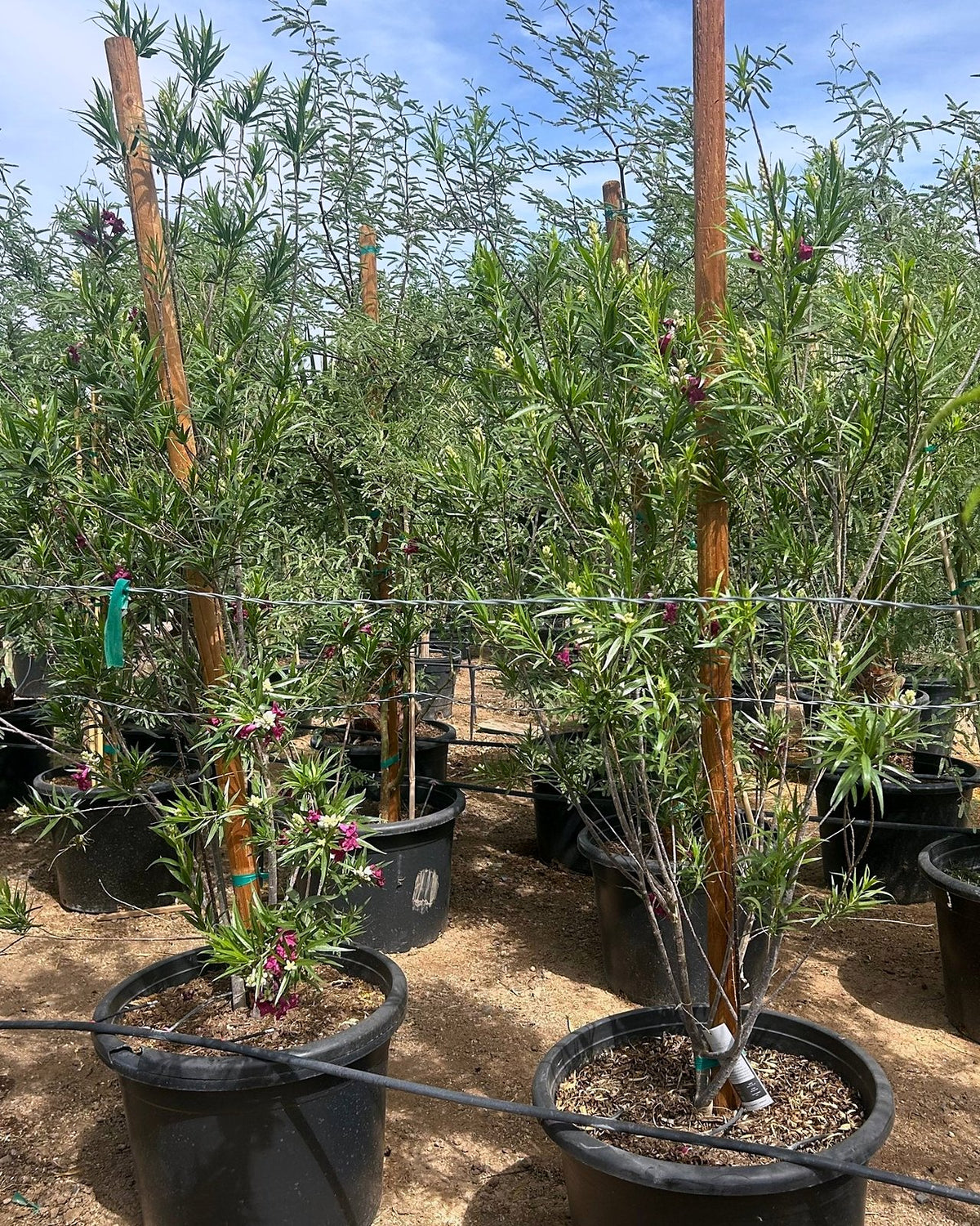 Bubbalicious Desert Willow