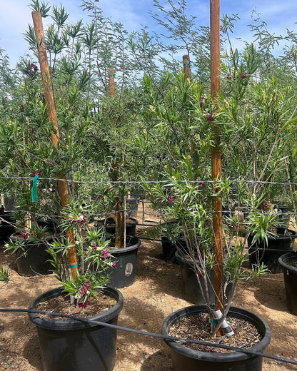 Bubbalicious Desert Willow