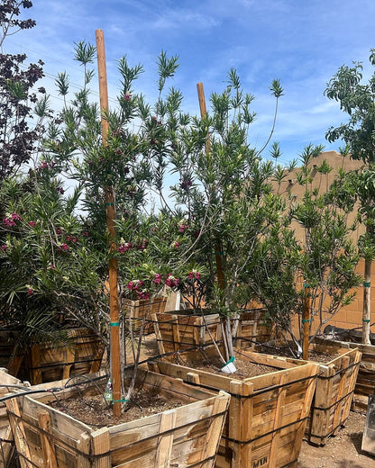 Bubbalicious Desert Willow