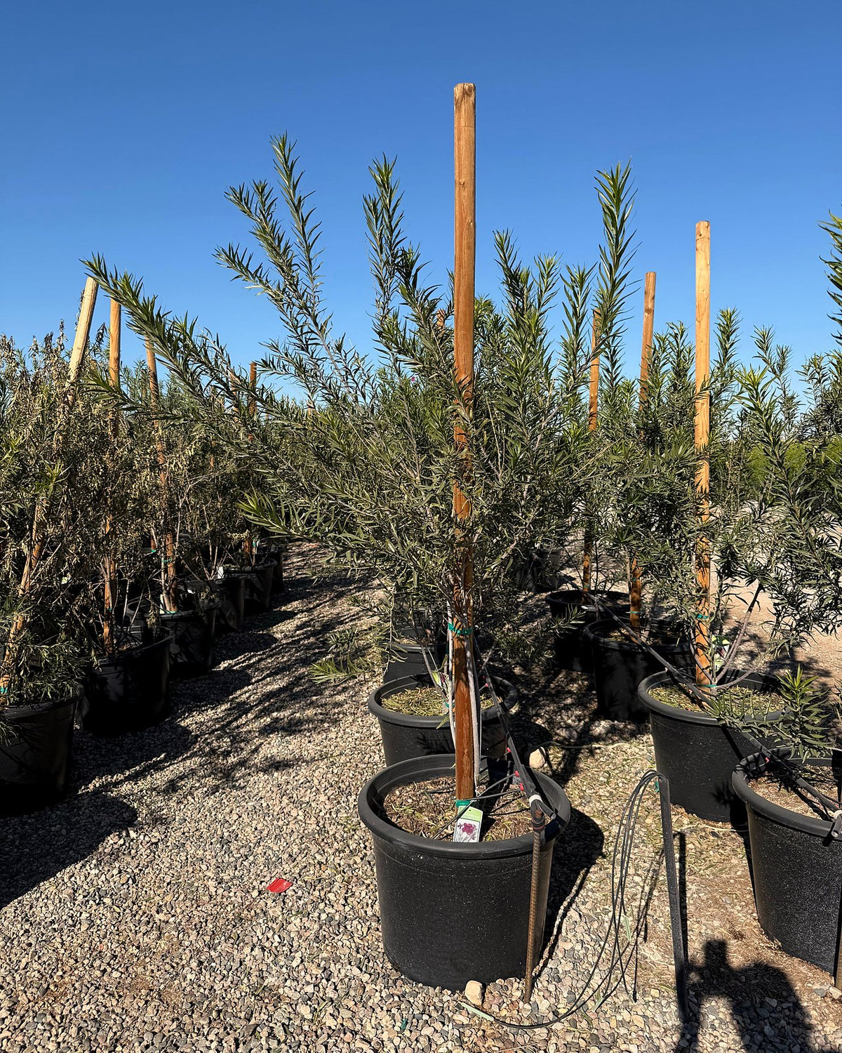 Bubbalicious Desert Willow