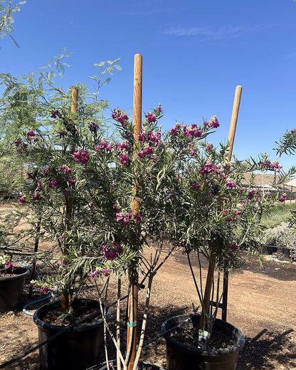 Bubbalicious Desert Willow
