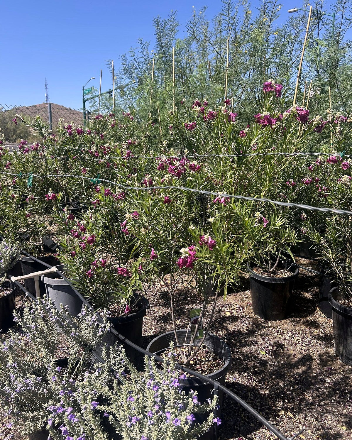 Bubbalicious Desert Willow