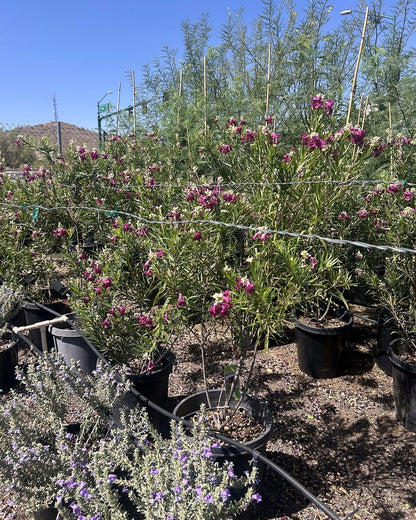 Bubbalicious Desert Willow