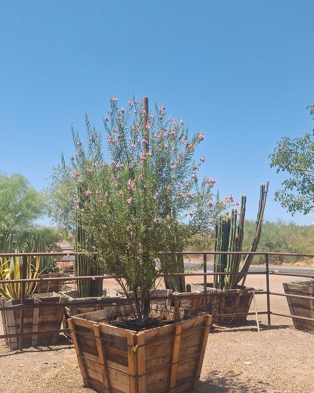Bubbalicious Desert Willow