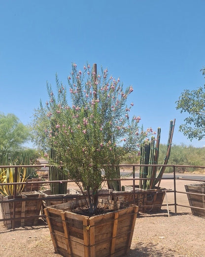 Bubbalicious Desert Willow